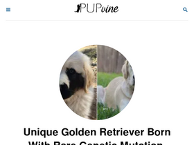 pupvine.com-screenshot